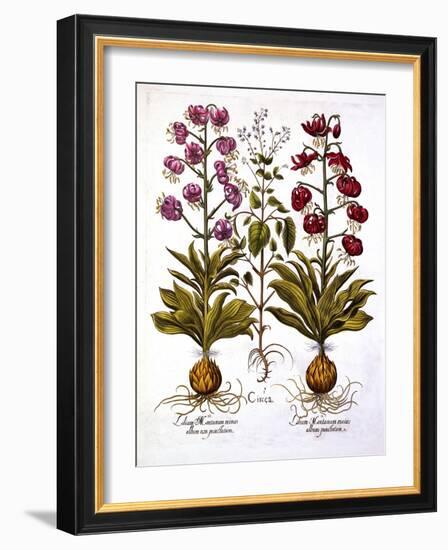 Turk's Cap Lily and Enchanter's Nightshade, from 'Hortus Eystettensis', by Basil Besler (1561-1629)-German School-Framed Giclee Print