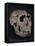 Turkana Boy Skull-Javier Trueba-Framed Premier Image Canvas