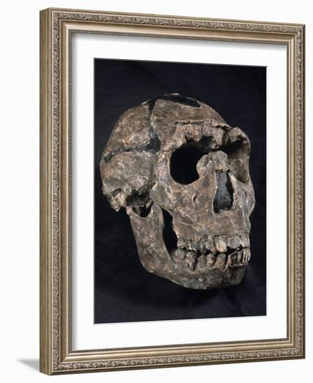 Turkana Boy Skull-Javier Trueba-Framed Photographic Print