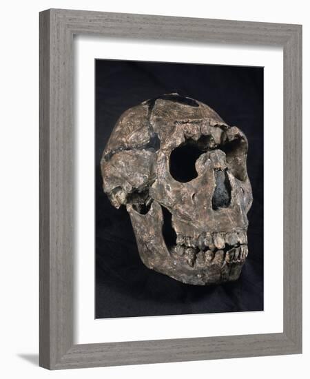 Turkana Boy Skull-Javier Trueba-Framed Photographic Print