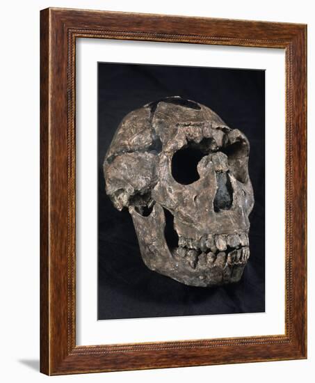 Turkana Boy Skull-Javier Trueba-Framed Photographic Print