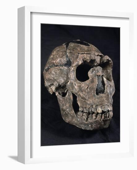 Turkana Boy Skull-Javier Trueba-Framed Photographic Print