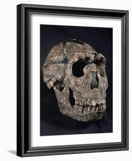 Turkana Boy Skull-Javier Trueba-Framed Photographic Print