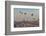 Turkey, Anatolia, Cappadocia, Goreme. Hot air balloons flying above the valley.-Emily Wilson-Framed Photographic Print