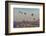 Turkey, Anatolia, Cappadocia, Goreme. Hot air balloons flying above the valley.-Emily Wilson-Framed Photographic Print