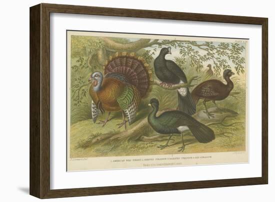 Turkey and Curassows-null-Framed Giclee Print