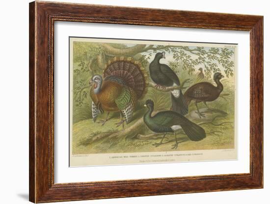 Turkey and Curassows-null-Framed Giclee Print