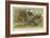 Turkey and Curassows-null-Framed Giclee Print