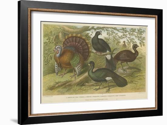 Turkey and Curassows-null-Framed Giclee Print