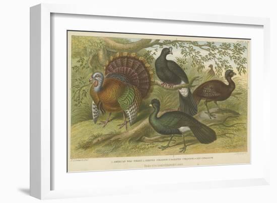 Turkey and Curassows-null-Framed Giclee Print