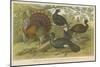 Turkey and Curassows-null-Mounted Giclee Print