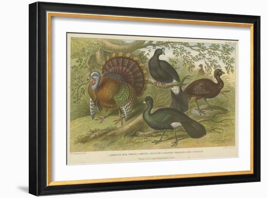 Turkey and Curassows-null-Framed Giclee Print