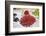 Turkey, Aydin Province, Nazilli, open-air market. Red Chilies.-Emily Wilson-Framed Photographic Print