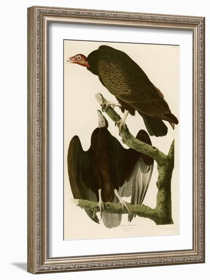 Turkey Buzzard-John James Audubon-Framed Giclee Print