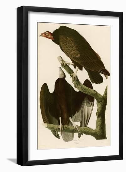 Turkey Buzzard-John James Audubon-Framed Giclee Print