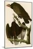 Turkey Buzzard-John James Audubon-Mounted Giclee Print