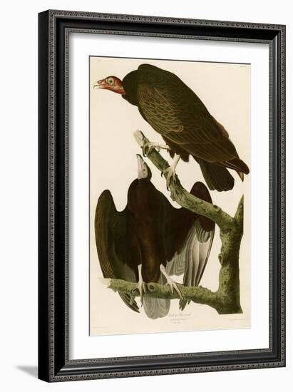 Turkey Buzzard-John James Audubon-Framed Giclee Print