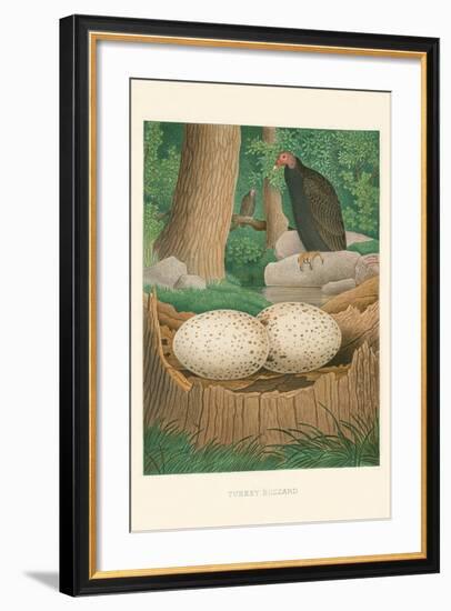 Turkey Buzzard-null-Framed Art Print