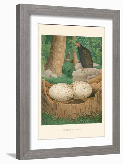 Turkey Buzzard-null-Framed Art Print