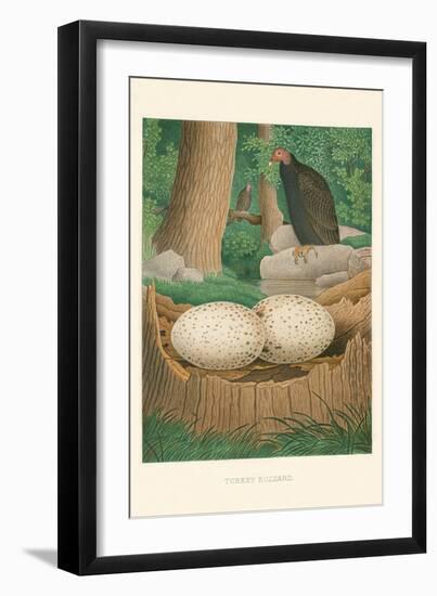 Turkey Buzzard-null-Framed Art Print