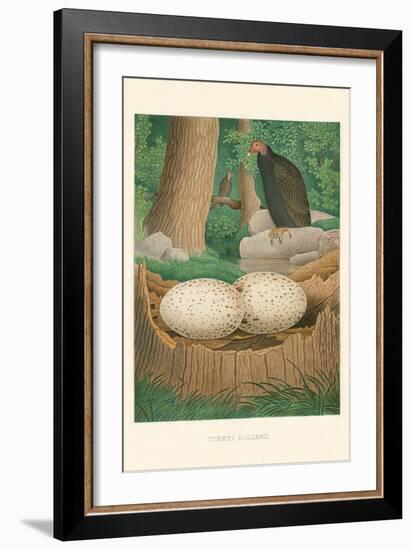 Turkey Buzzard-null-Framed Art Print