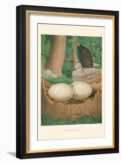 Turkey Buzzard-null-Framed Art Print