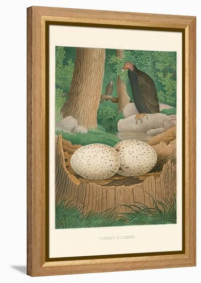 Turkey Buzzard-null-Framed Stretched Canvas