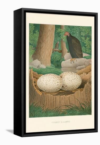 Turkey Buzzard-null-Framed Stretched Canvas