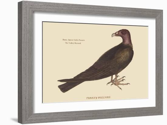 Turkey Buzzard-Mark Catesby-Framed Art Print