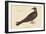 Turkey Buzzard-Mark Catesby-Framed Art Print