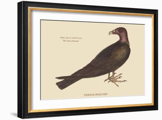 Turkey Buzzard-Mark Catesby-Framed Art Print