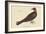 Turkey Buzzard-Mark Catesby-Framed Art Print