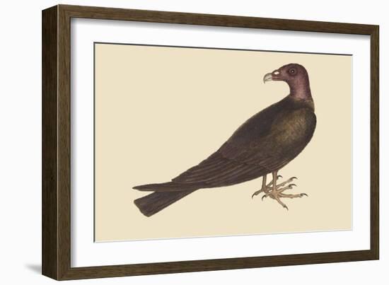 Turkey Buzzard-Mark Catesby-Framed Art Print