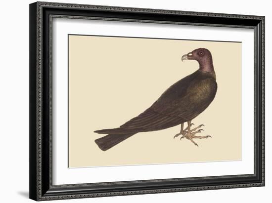 Turkey Buzzard-Mark Catesby-Framed Art Print