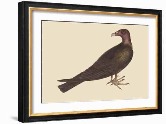 Turkey Buzzard-Mark Catesby-Framed Art Print