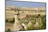 Turkey, Cappadocia. Turkish Flag Is Flying over Pomegranate Orchards-Emily Wilson-Mounted Photographic Print