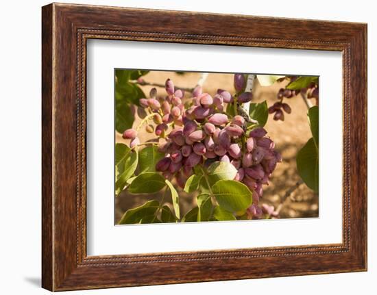 Turkey, Gaziantep, Close Up of Growing Pistachio Nuts-Emily Wilson-Framed Photographic Print