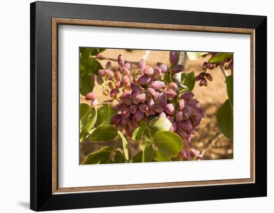 Turkey, Gaziantep, Close Up of Growing Pistachio Nuts-Emily Wilson-Framed Photographic Print