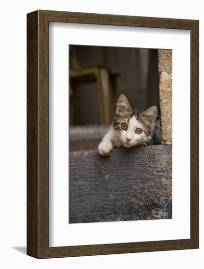 Turkey, Gaziantep, Kitten Peeking Out from Doorway-Emily Wilson-Framed Photographic Print