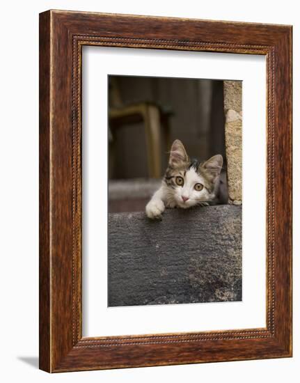 Turkey, Gaziantep, Kitten Peeking Out from Doorway-Emily Wilson-Framed Photographic Print