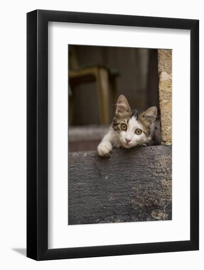 Turkey, Gaziantep, Kitten Peeking Out from Doorway-Emily Wilson-Framed Photographic Print