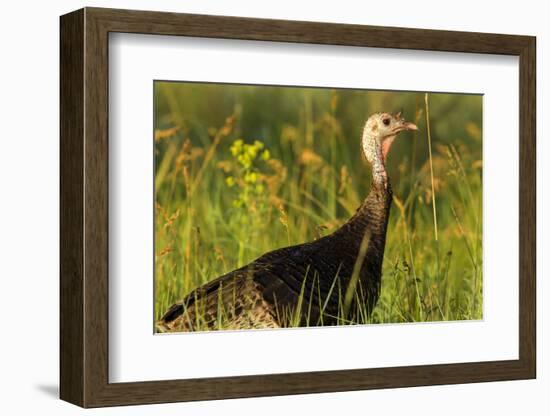 Turkey Hen in Devils Tower National Monument, Wyoming, Usa-Chuck Haney-Framed Photographic Print