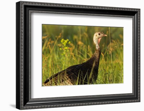 Turkey Hen in Devils Tower National Monument, Wyoming, Usa-Chuck Haney-Framed Photographic Print