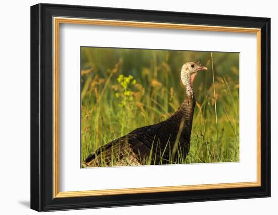 Turkey Hen in Devils Tower National Monument, Wyoming, Usa-Chuck Haney-Framed Photographic Print