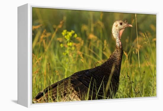 Turkey Hen in Devils Tower National Monument, Wyoming, Usa-Chuck Haney-Framed Premier Image Canvas