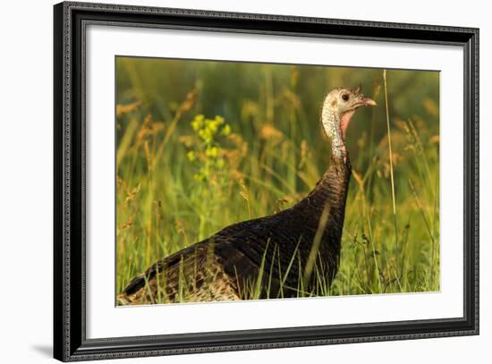 Turkey Hen in Devils Tower National Monument, Wyoming, Usa-Chuck Haney-Framed Photographic Print