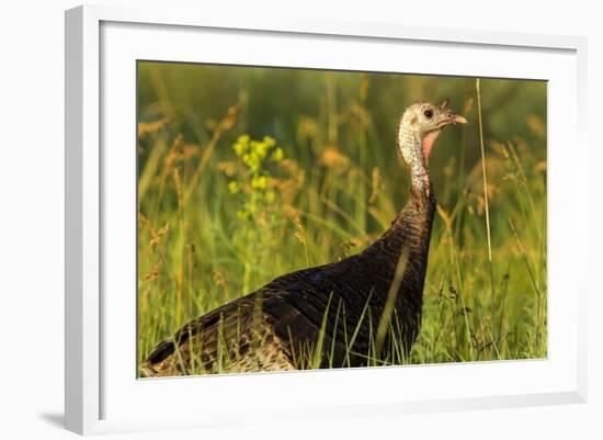 Turkey Hen in Devils Tower National Monument, Wyoming, Usa-Chuck Haney-Framed Photographic Print