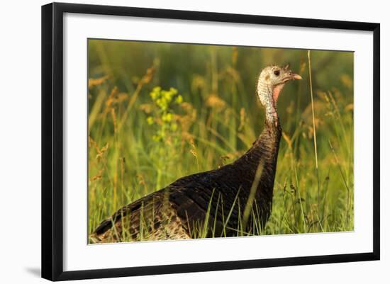 Turkey Hen in Devils Tower National Monument, Wyoming, Usa-Chuck Haney-Framed Photographic Print