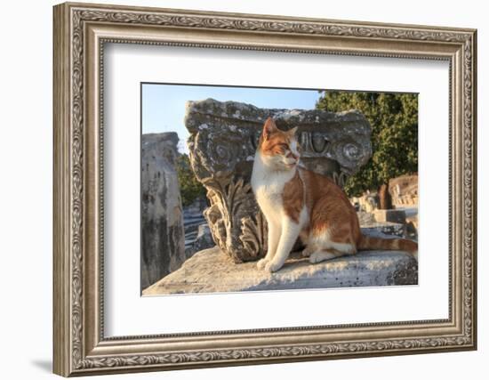 Turkey, Izmir, Selcuk, Cat in the ruins of Ephesus-Emily Wilson-Framed Photographic Print