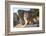 Turkey, Izmir, Selcuk, Cat in the ruins of Ephesus-Emily Wilson-Framed Photographic Print